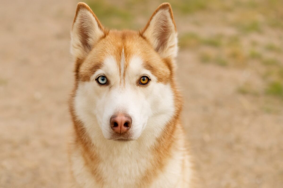 犬の目の色が左右で違う「オッドアイ」。理由と仕組み、病気の可能性について解説